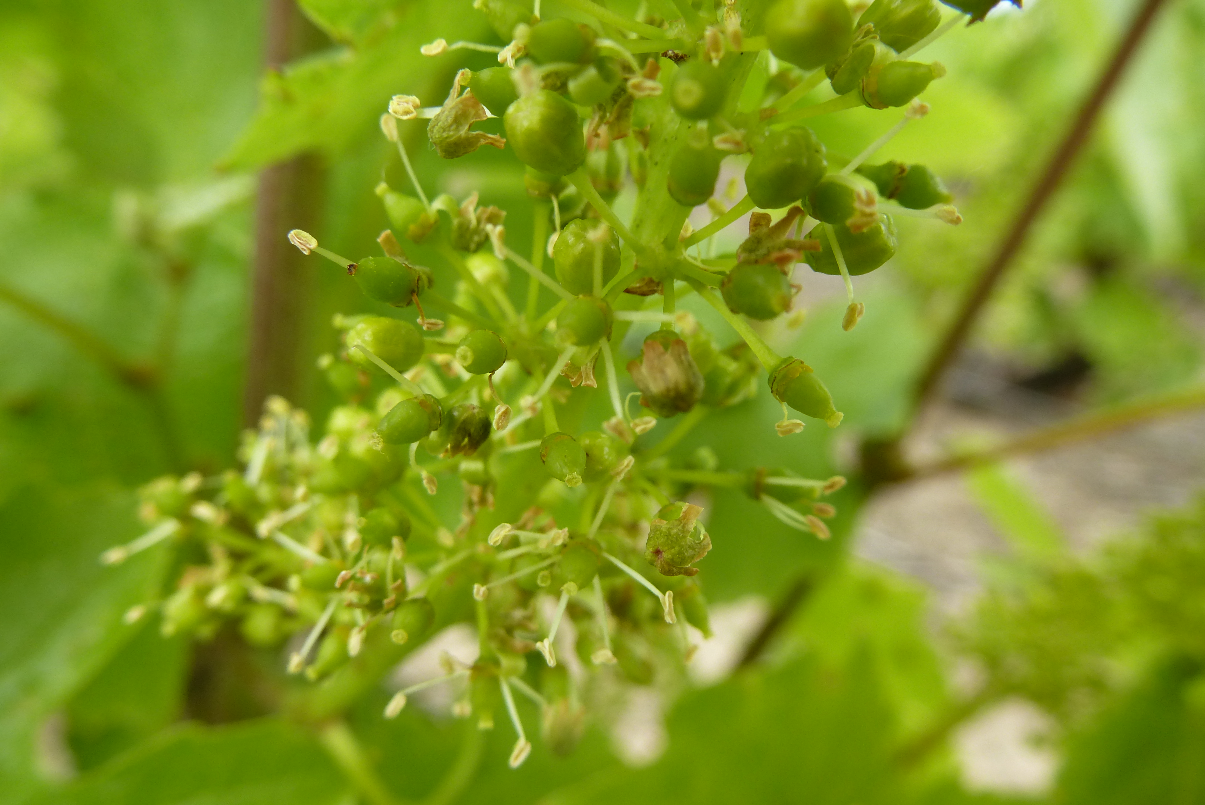 Illustration de Fleur de la vigne